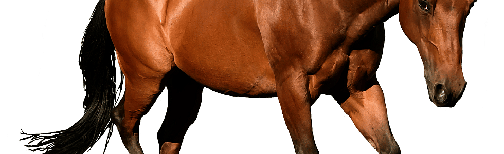 Hoe krijgt mijn paard meer spieren?
