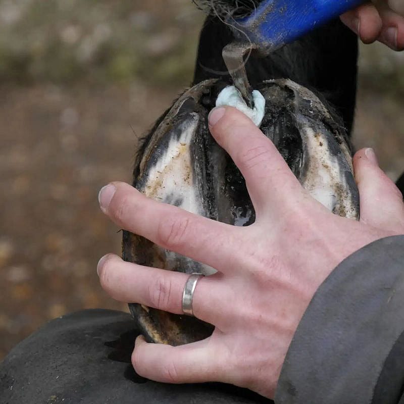 paardenzadel,  zadelriem,  leren,  scharnier,  ring