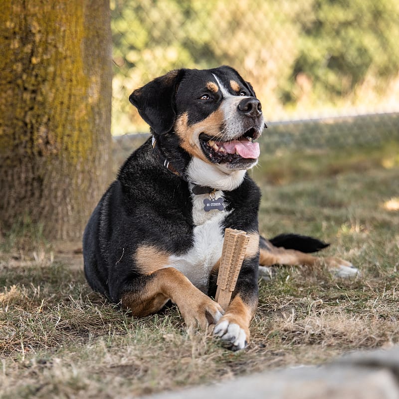 dog, collie, bone, chew toy, collar