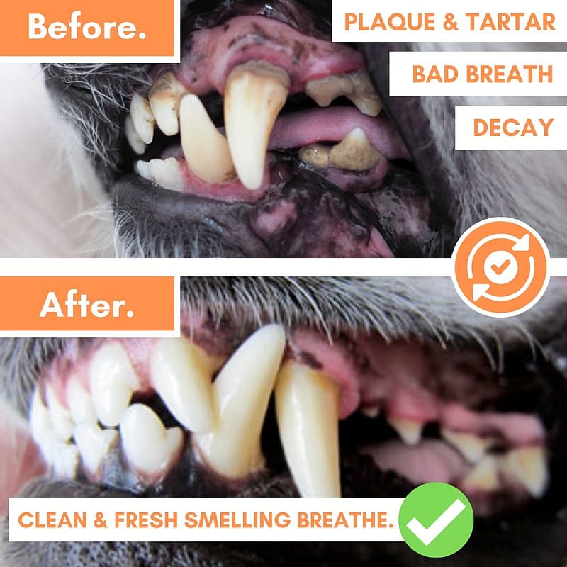 DogsLife Dental Wipes Hond 50 stuks