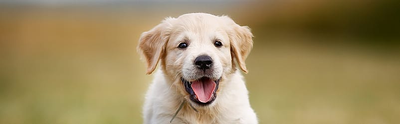 Worm soorten bij de hond
