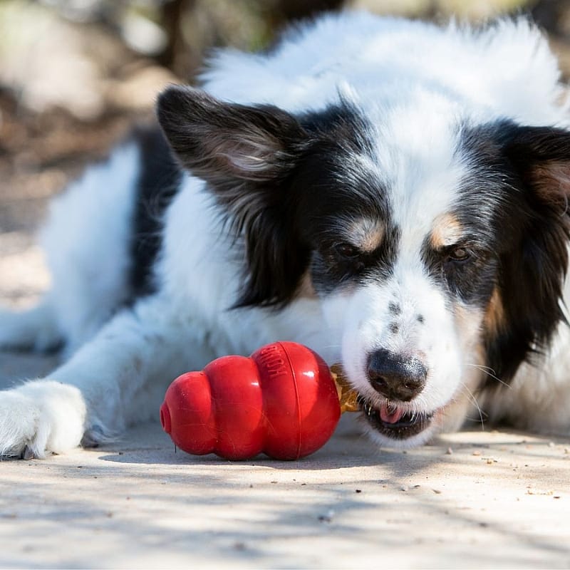 KONG Snacks Hond Small Lever