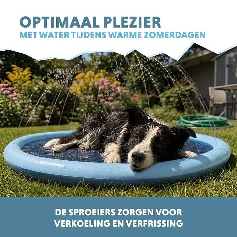 dog, dog in pool, pet cooling, water splash, outdoor scene