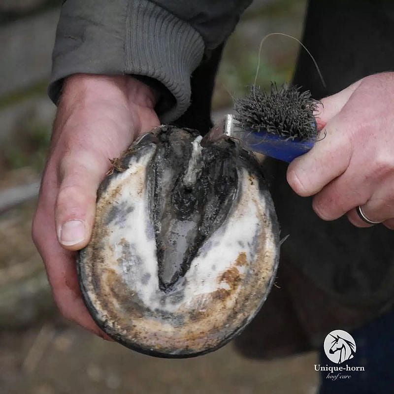hoed, paard, hoornhoed, paardenhoorn, schouw