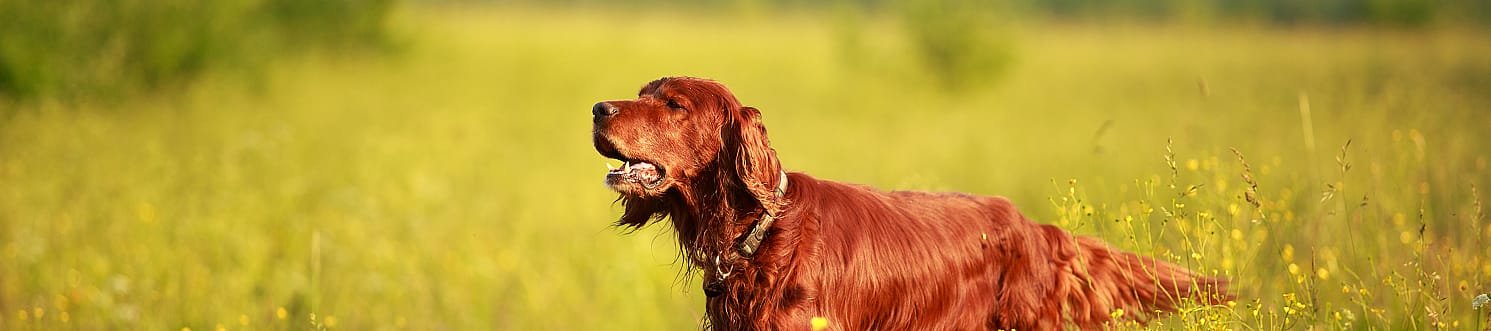 Oraal Kennelhoest vaccin voor de hond