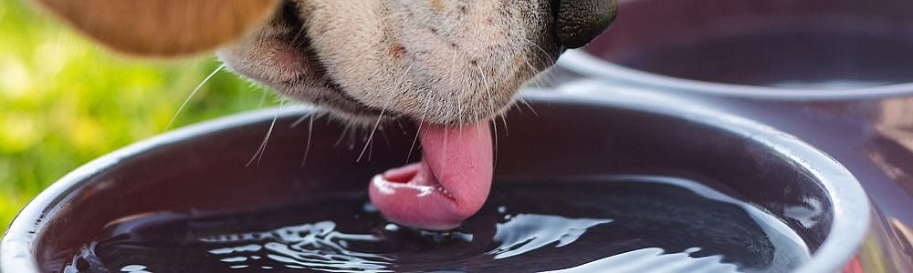 Hoeveel water moet mijn hond hebben?