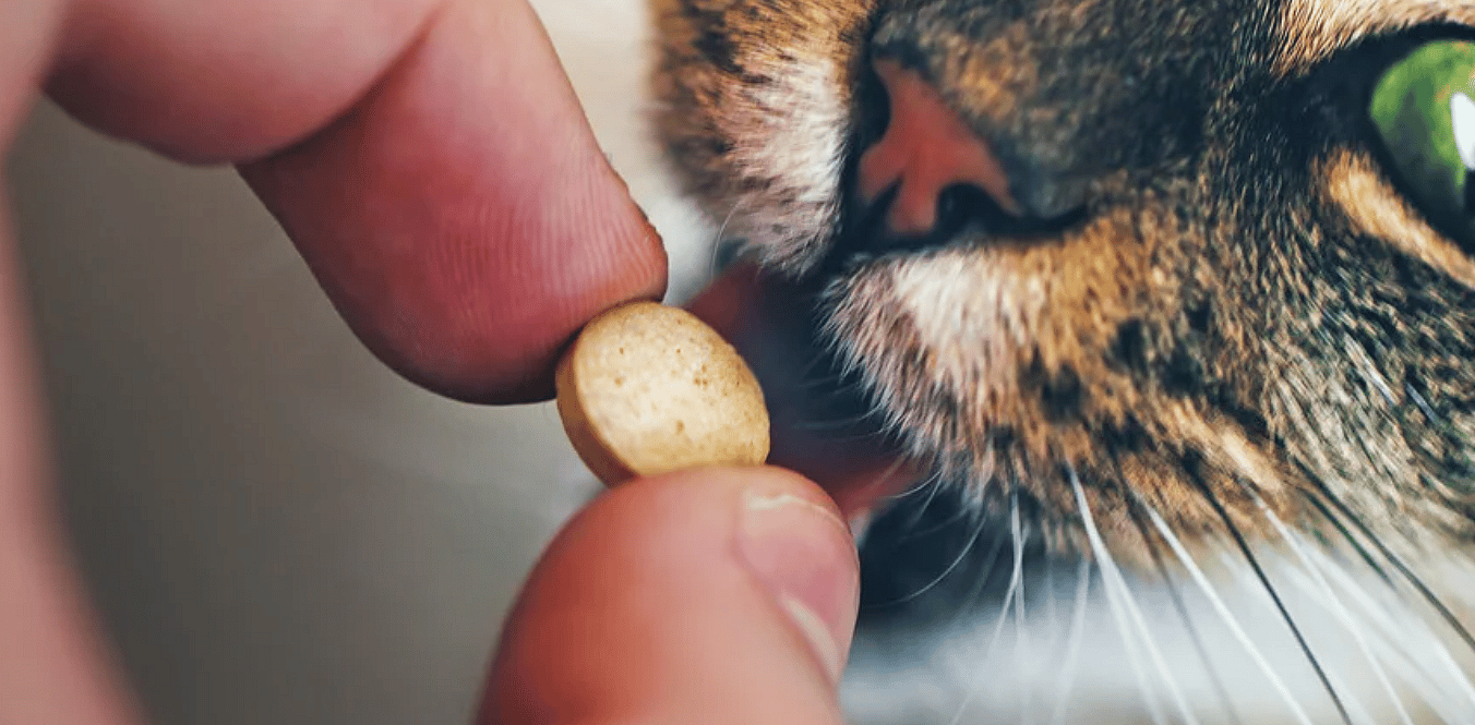 Tablet tegen vlo en teek voor hond en kat