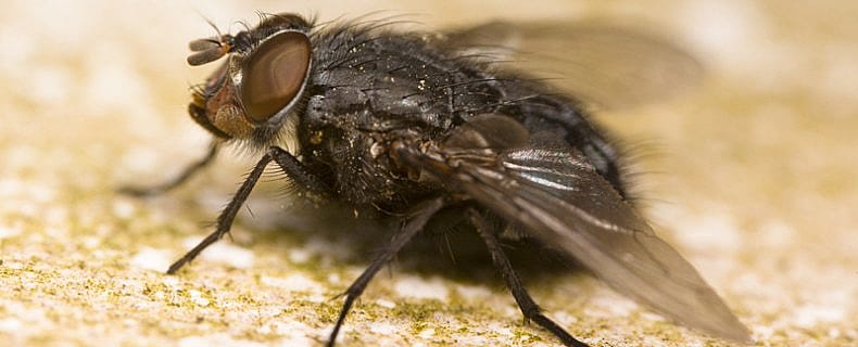 Insecten in kattenvoer