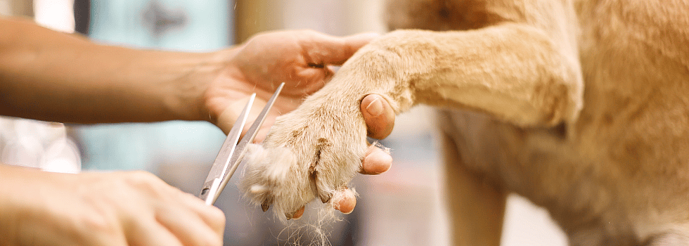 Hoe verzorgt u de vacht en nagels van uw hond of kat?