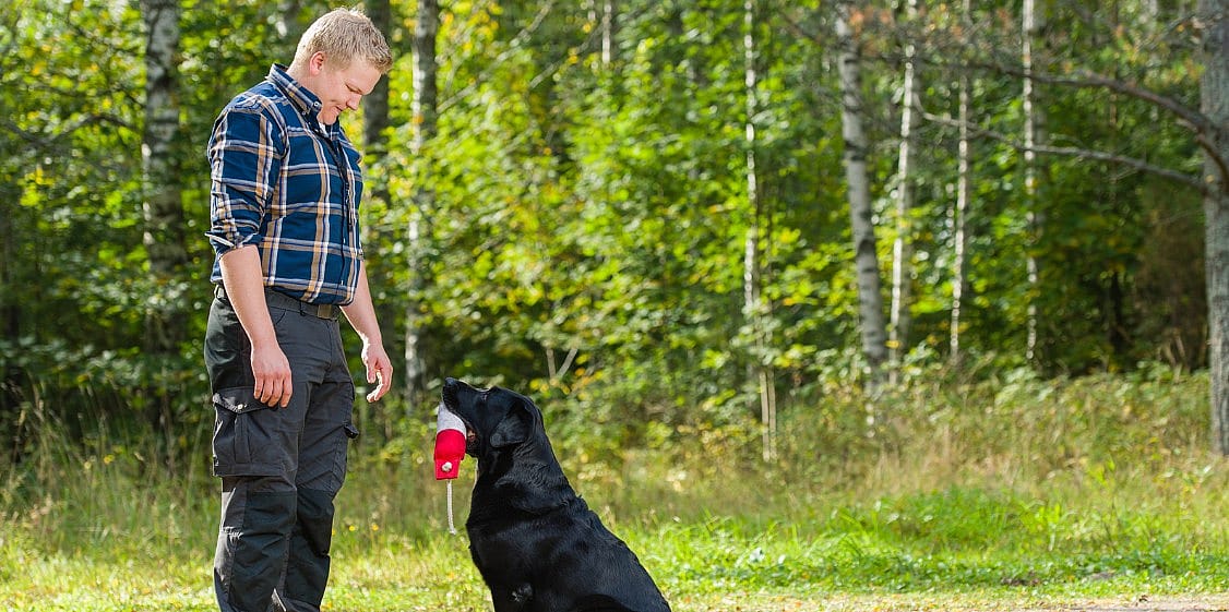 Waarom labradors altijd honger hebben
