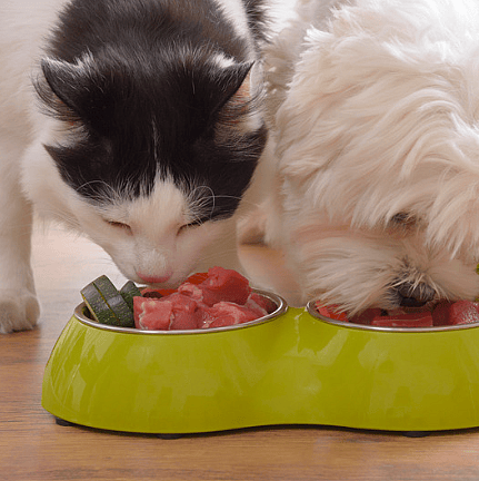 Natvoer-textuur-mondgevoel-hond-kat