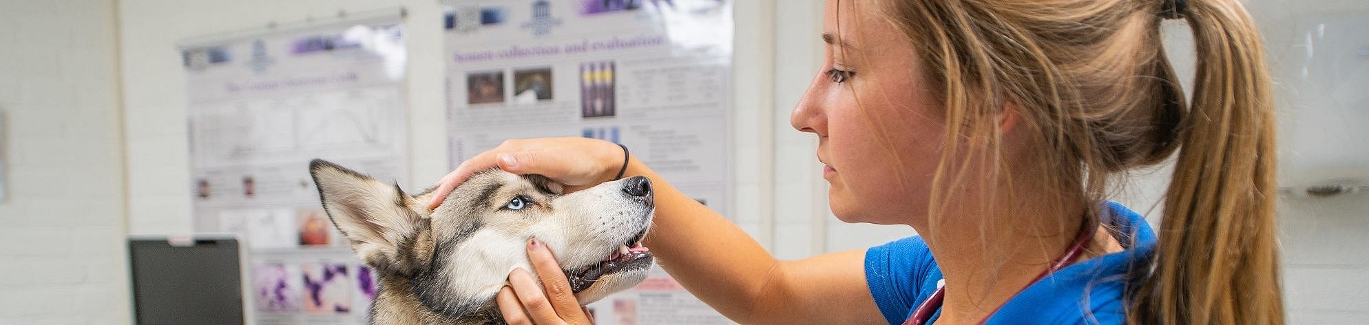 Griep bij hond en kat?