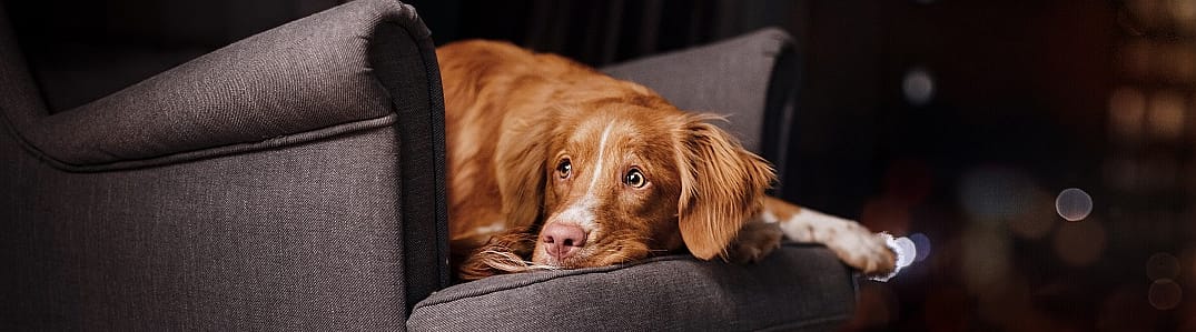 Verlatingsangst bij honden