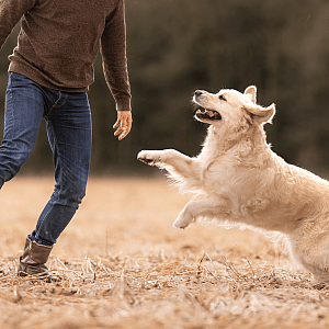 Omega-3 voor honden: natuurlijke ondersteuning bij pijn en welzijn