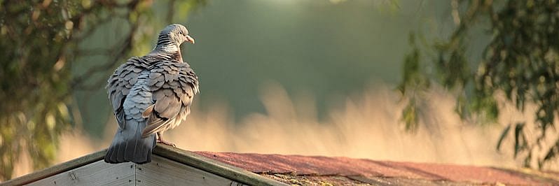 Mag ik mijn huisdier in de tuin begraven?
