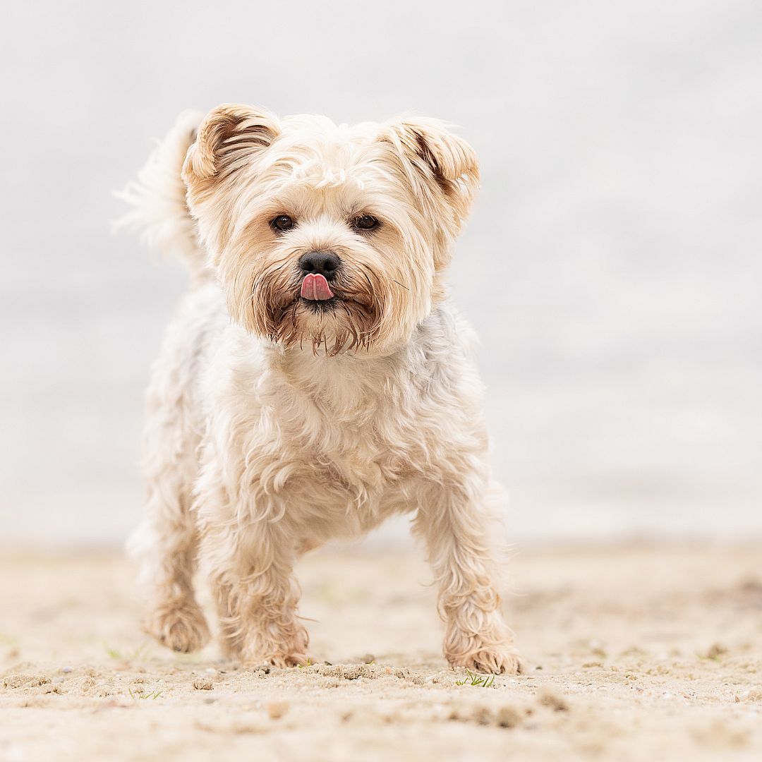 Kunnen honden lachen?
