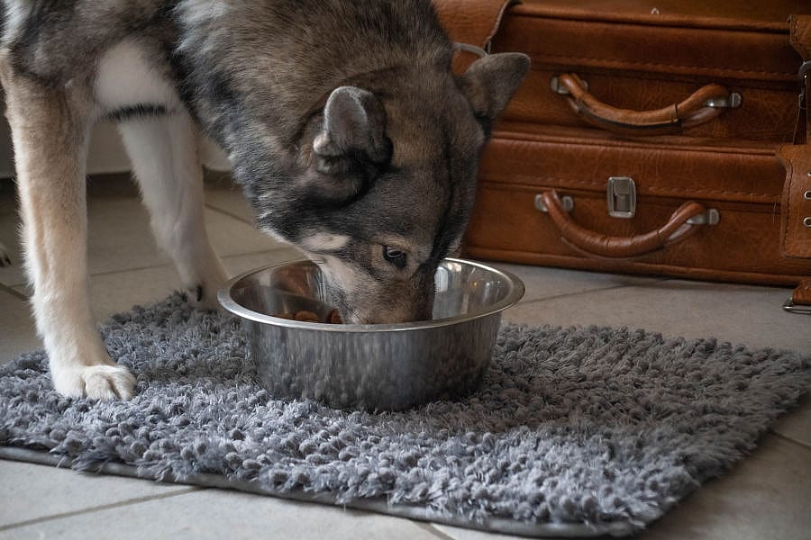 Royal Dry Spill Mat Antiknoei Hond 61 x 45 cm