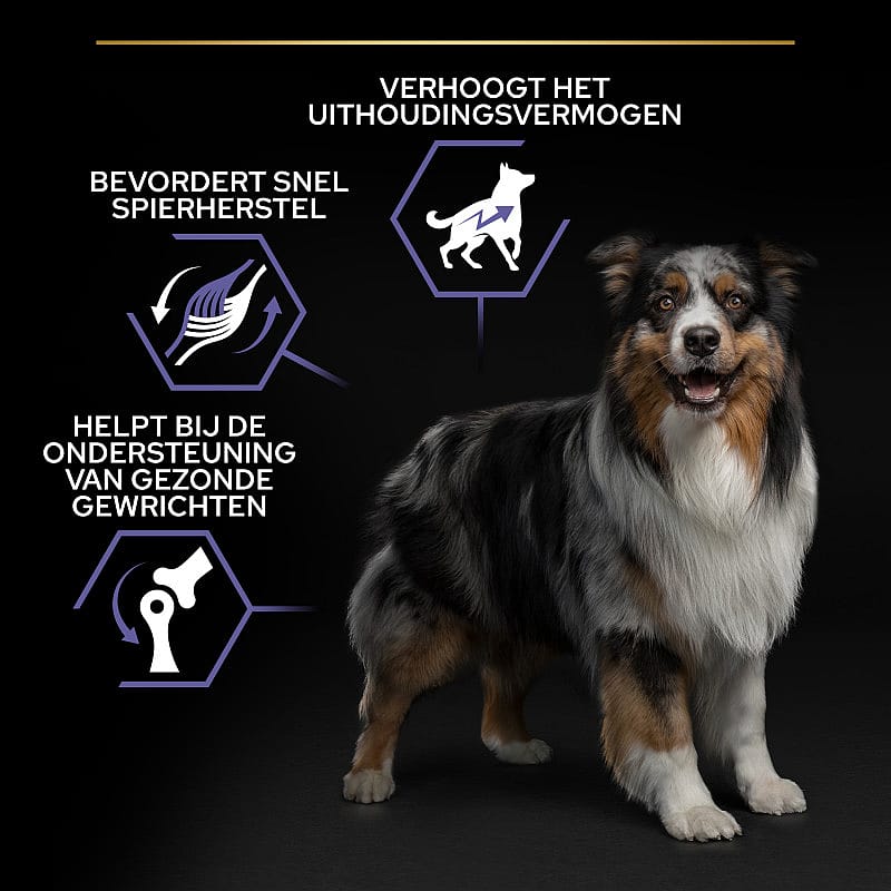 dog, Australian Shepherd, drie-kleur, huisdier, staand