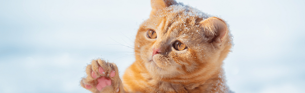 Winterse tips voor de kat