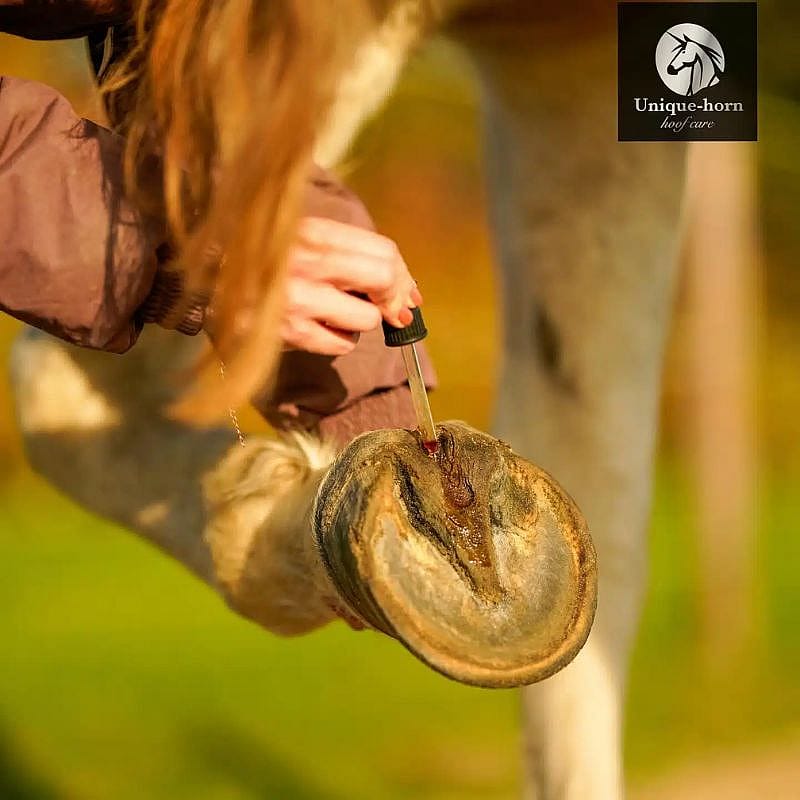 paard, hoef, hoefbewerking, medicijnnaald, groot rond hoef