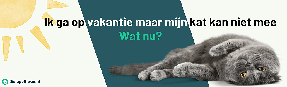 Vakantieplannen? Het beste voor jouw kat tijdens je afwezigheid