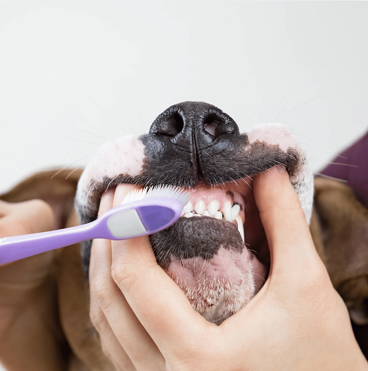 Tandenpoetsen bij hond en kat aanleren: een 14-dagen stappenplan