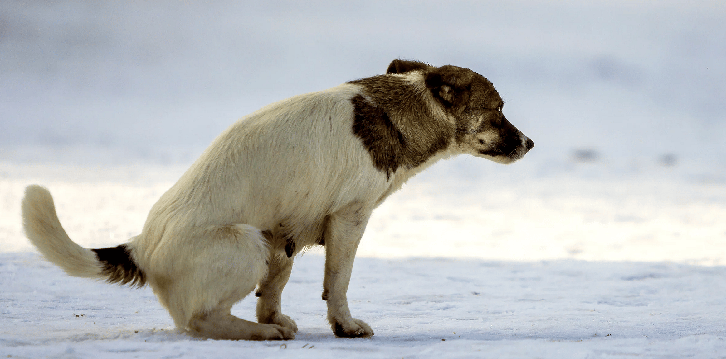 Giardia bij honden: zo krijgt u de diarree onder controle