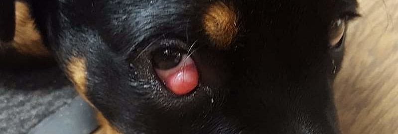 Cherry eye hond