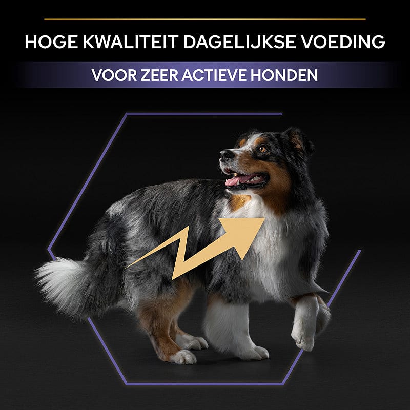 hondenvoer, voeding, hond, patroon, geel