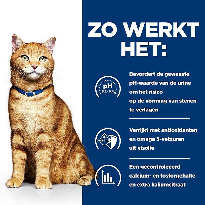 kat, oranje, halsband, kattenhalsband, huisdier