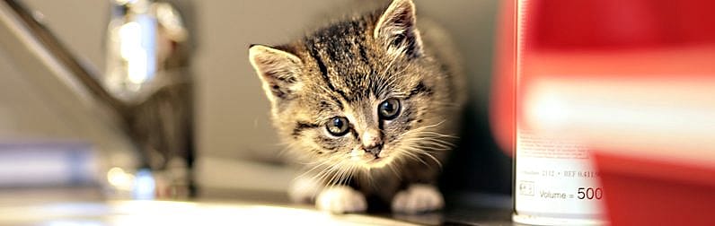 Verzorging poes en kittens