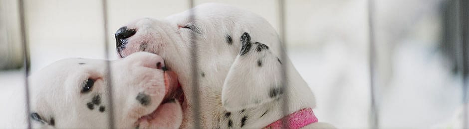 Voeding voor huidaandoeningen hond