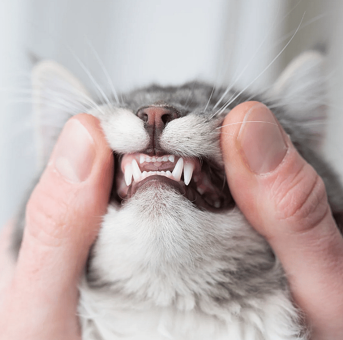Leeftijd van kittens en katten bepalen