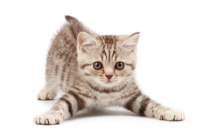 Van kitten naar volwassen kat