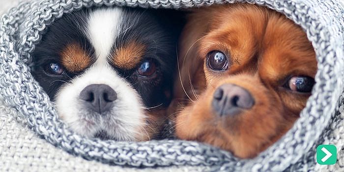 Is een graadje lager in huis goed voor mijn hond en kat?