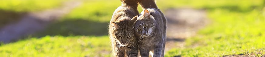 Teek verwijderen bij de kat