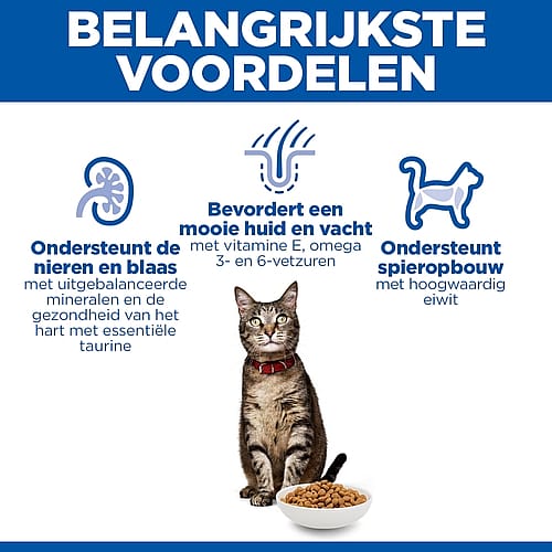 kat, kattenvoer, kom, voeding, dierensupplementen