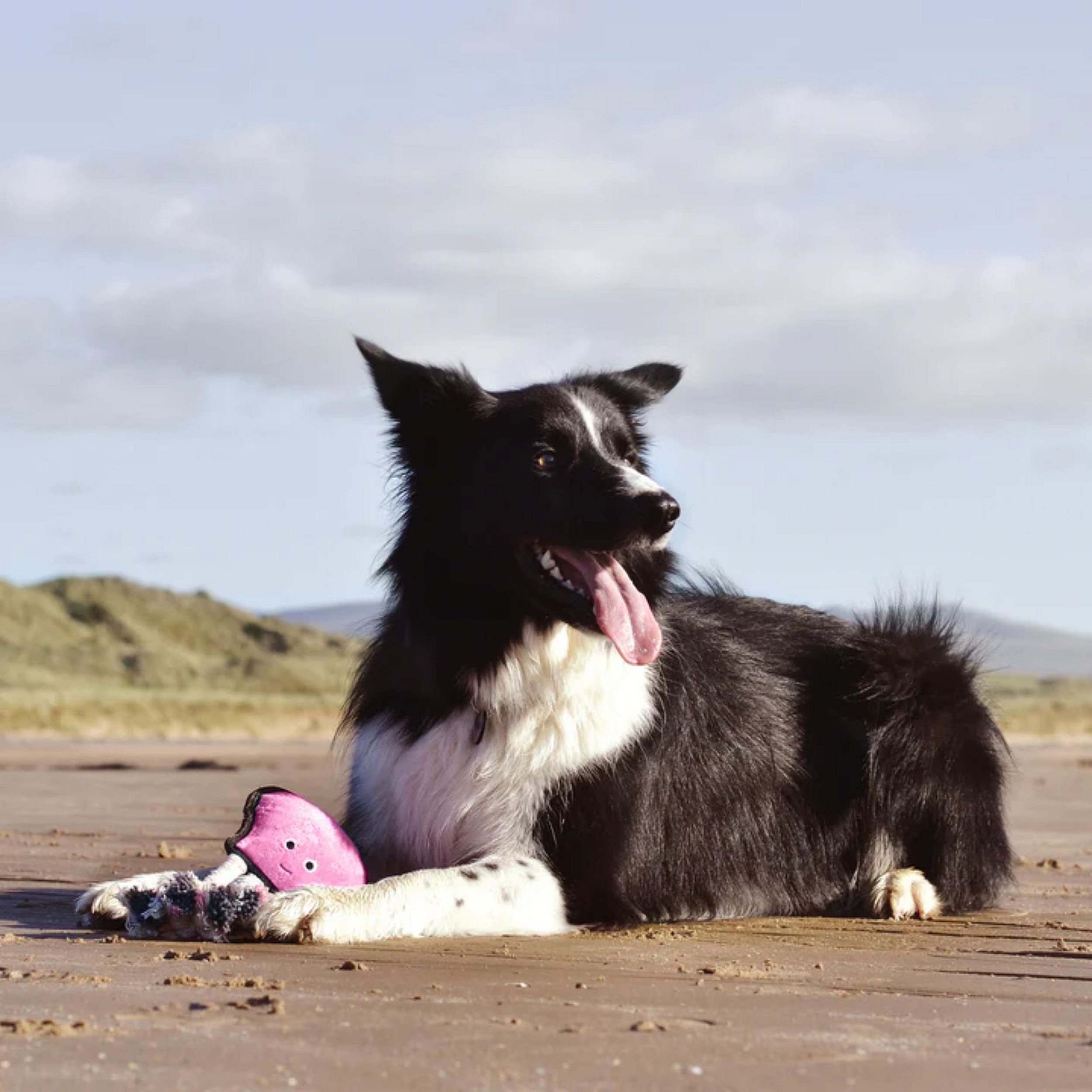 hond, border, black white, poedel, speelgoed