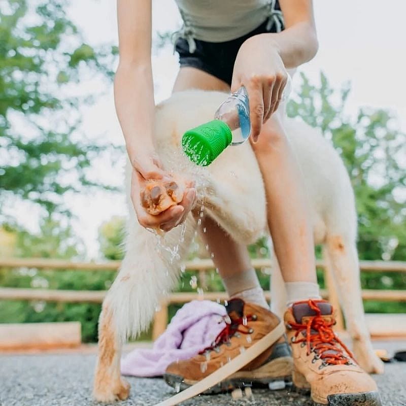 dog, water bottle, outdoor, boots, wetness