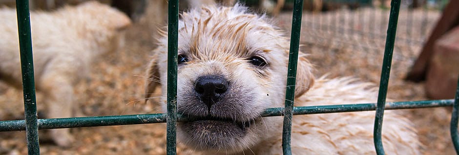 Nieuwe regels kopen hond