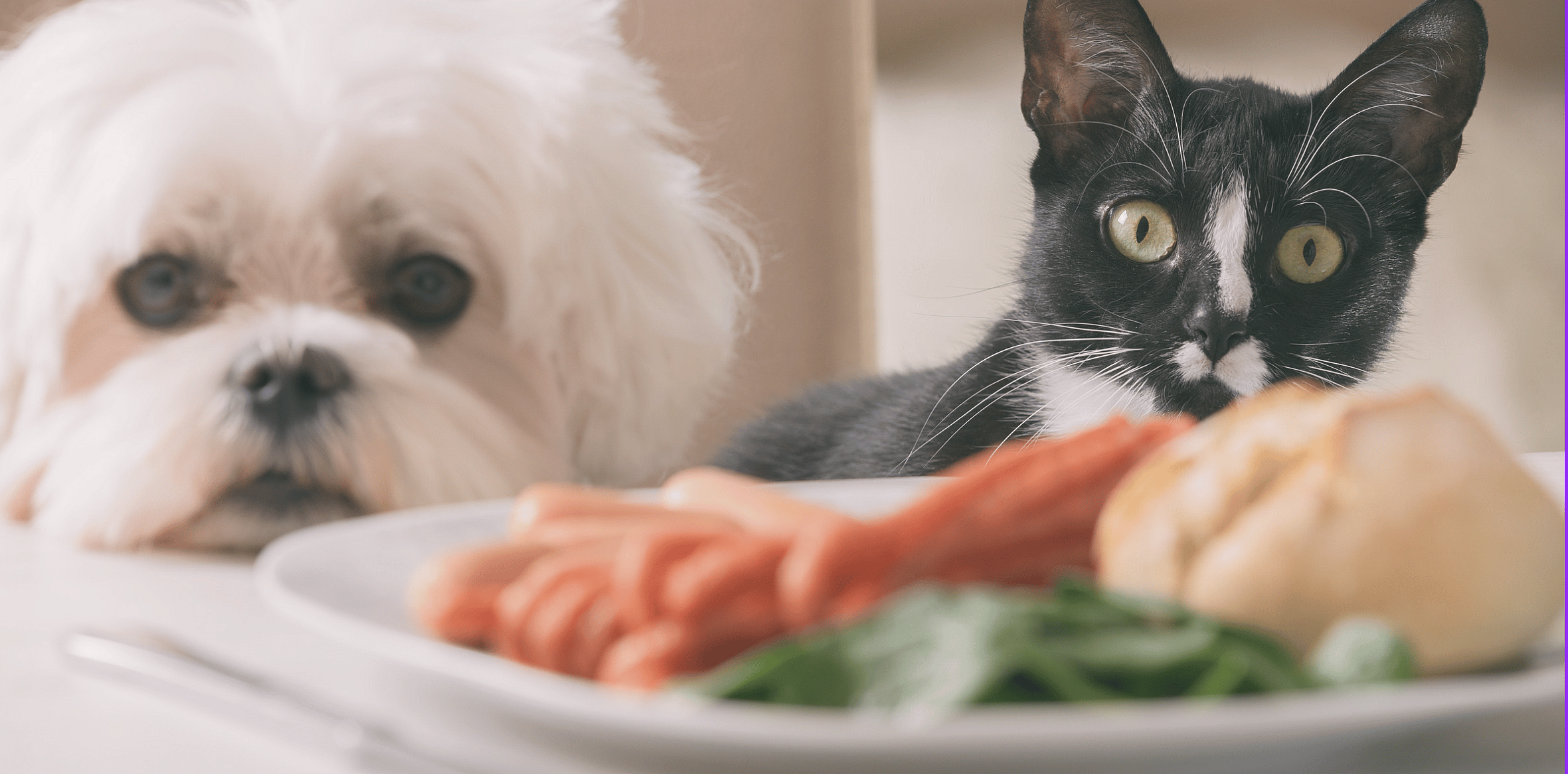 Voedingshypes voor hond en kat