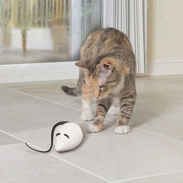 Frolicat Rolorat