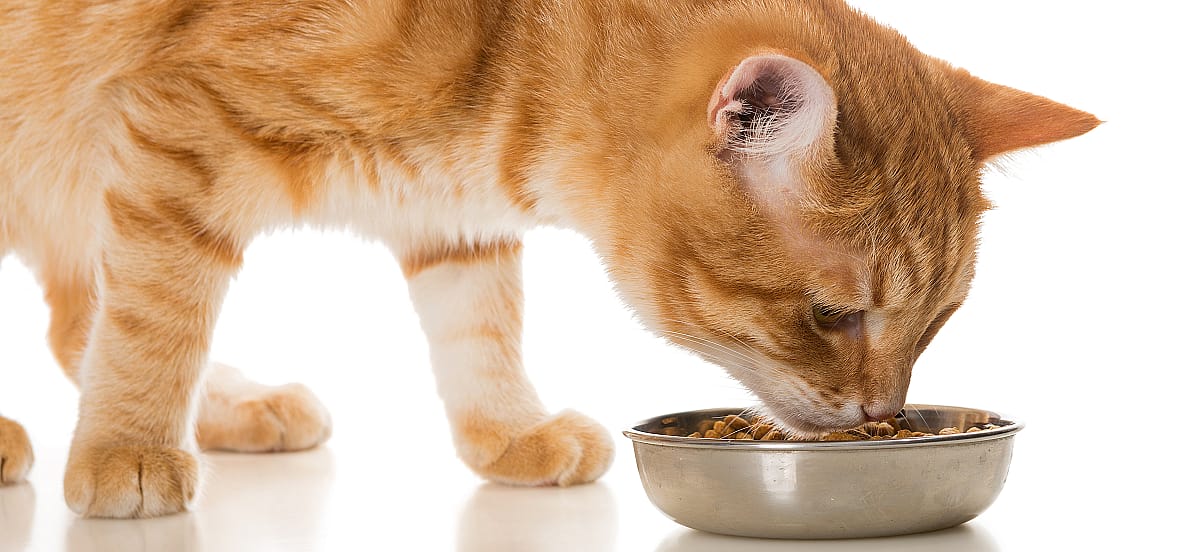 Kat geeft over na eten