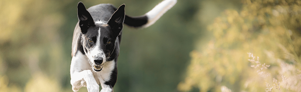 Welke Flexadin is het beste voor mijn hond en kat?