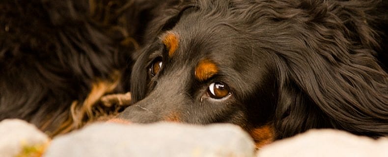 Natuurlijke pijnstilling hond en kat