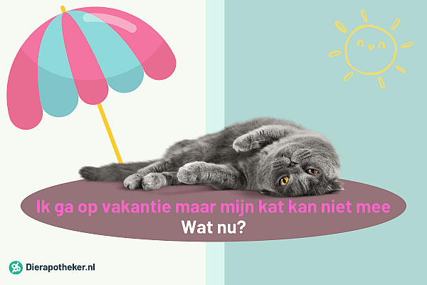 Vakantieplannen? Het beste voor jouw kat tijdens je afwezigheid
