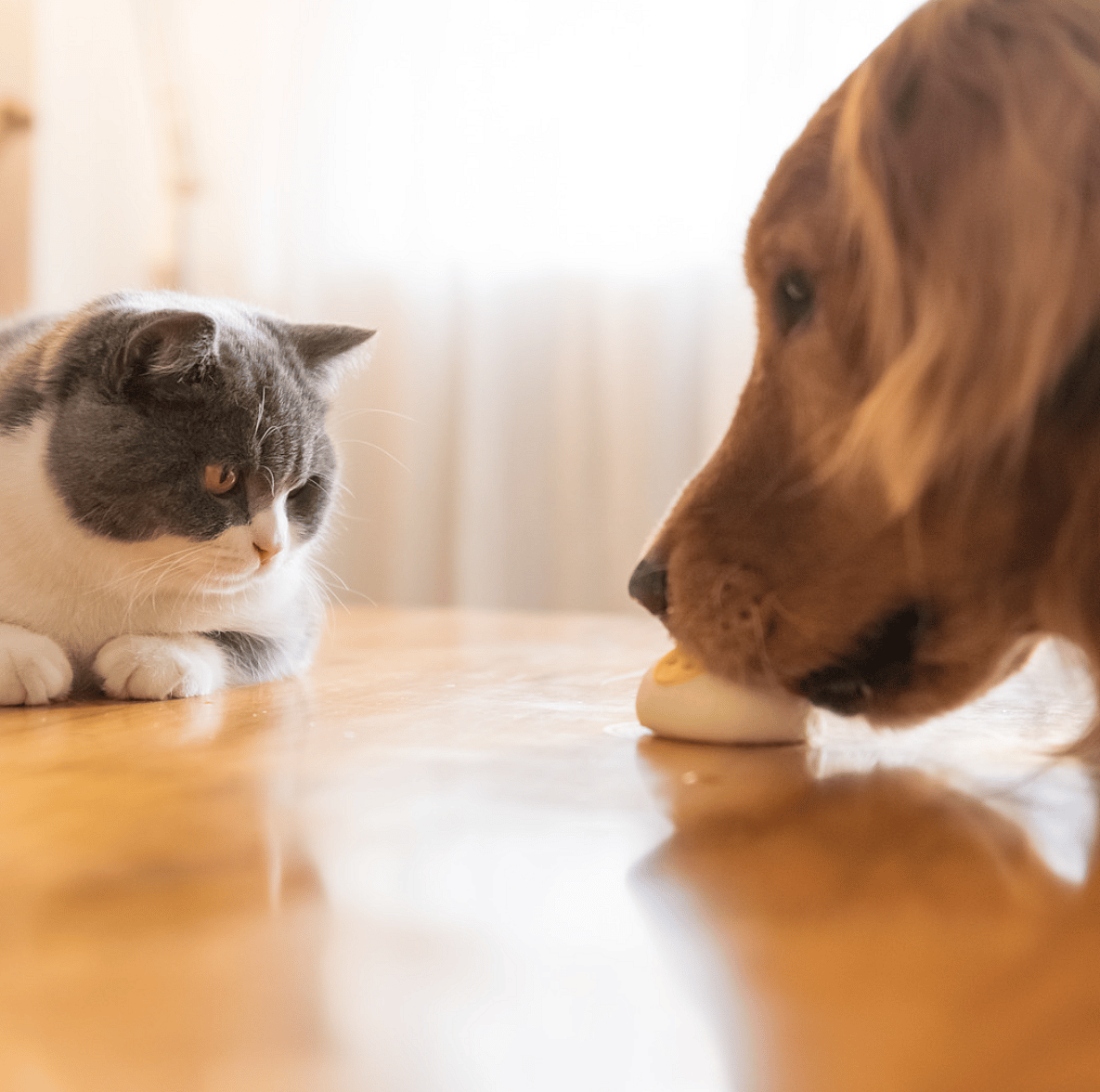 Gezondheidssnacks-dierenarts-hond-kat