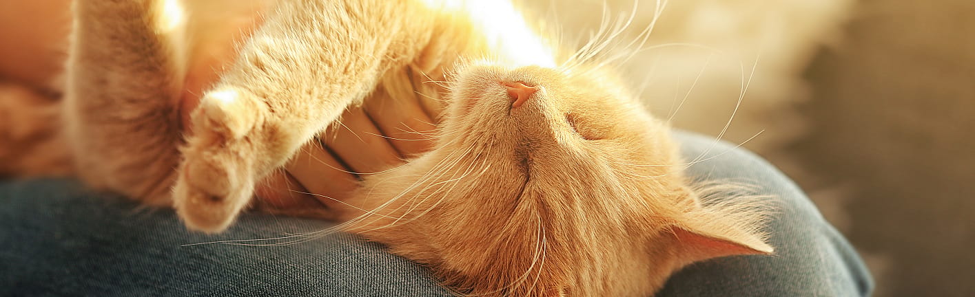 Wat is het beste voer voor mijn kitten?