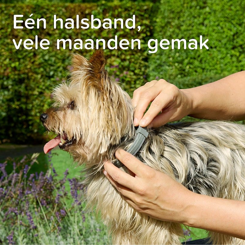 dog, collar, pet, fur, outdoor