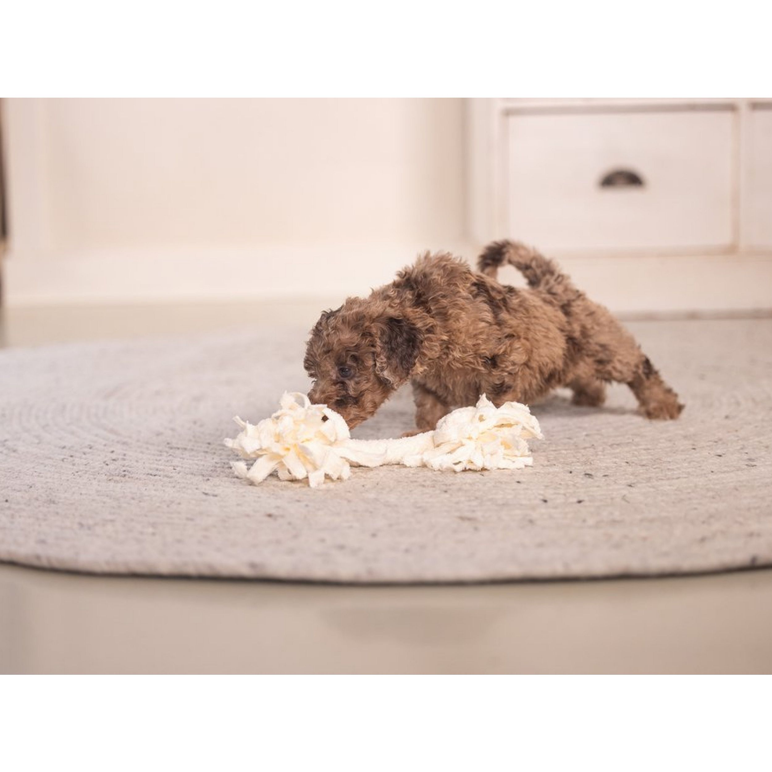 hondje, kleine hond, speelgoed, touw speelgoed, crinkle toy